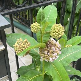Photo of the plant species Asclepias Syriaca by @UltraCoccoon91 named Peter Parker on Greg, the plant care app