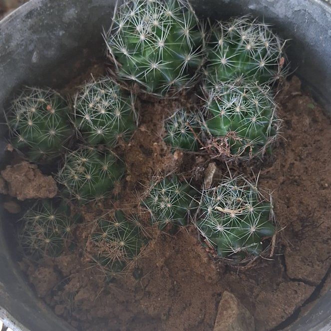 Photo of the plant species Pineapple Cactus by @ManyBaytree4 named Gomez on Greg, the plant care app