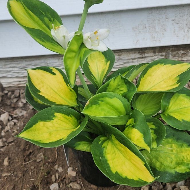 Photo of the plant species Plantain Lily by @DreamyBalsam92 named Forrest on Greg, the plant care app