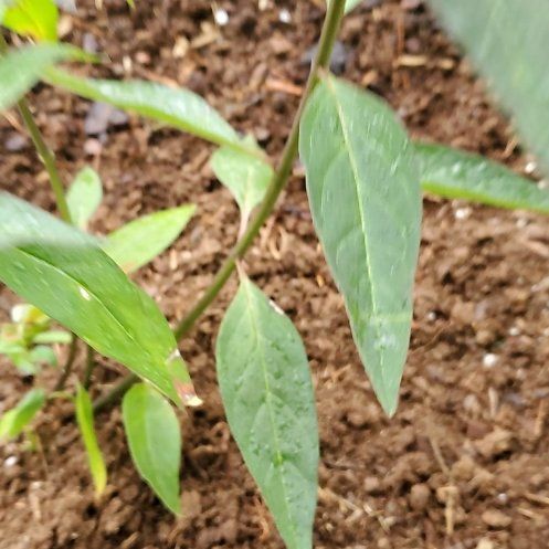 Photo of the plant species Aquatic Milkweed by @PoetAtom86 named Spike Leaves on Greg, the plant care app