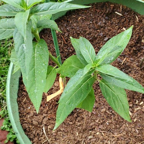 Photo of the plant species Asclepias Incarnata by @PoetAtom86 named Terra on Greg, the plant care app