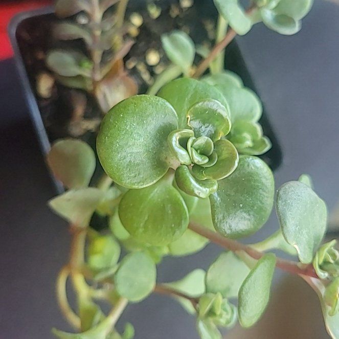 Photo of the plant species Golden Japanese Stonecrop by @ZestEchinaria39 named Navajo on Greg, the plant care app