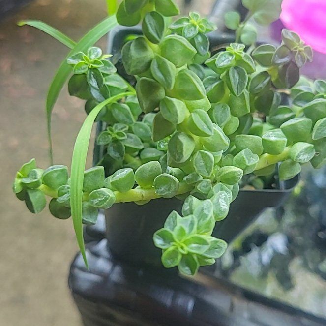 Photo of the plant species Peperomia columnaris by @ZestEchinaria39 named Bigleef Smalls on Greg, the plant care app