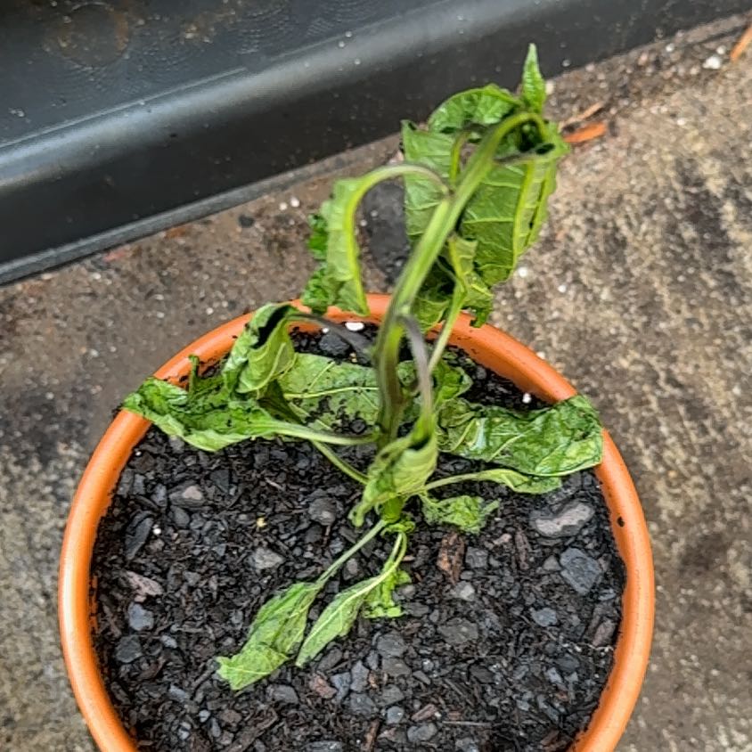 Photo of the plant species Habanero Pepper by @ShiningBalsam19 named Tree Diddy on Greg, the plant care app