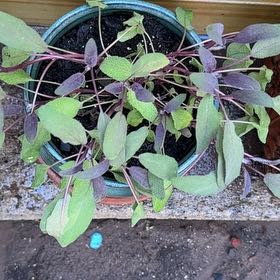 Photo of the plant species Salsa Purple Sage by @ShiningBalsam19 named Shakira on Greg, the plant care app