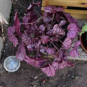 Photo of the plant species Coral Bells by @ShiningBalsam19 named Audrey Hepburn on Greg, the plant care app