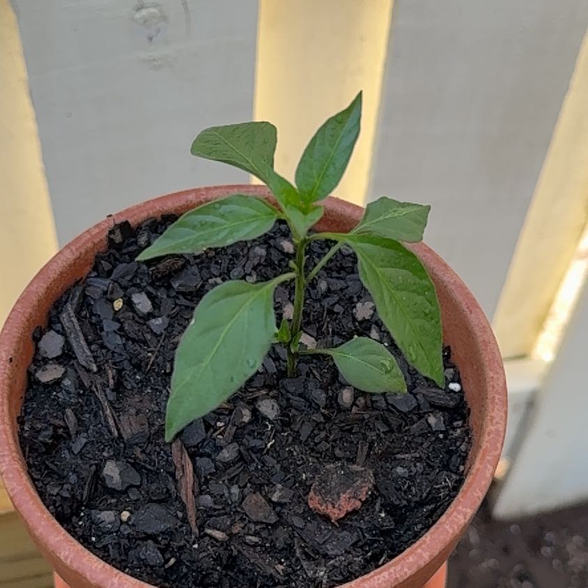 Photo of the plant species Cayenne Pepper by @ShiningBalsam19 named Chica on Greg, the plant care app