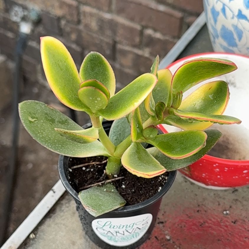 Photo of the plant species Gullfeed by @ShiningBalsam19 named Pinkman on Greg, the plant care app