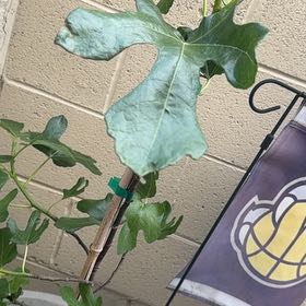 Photo of the plant species Brown Turkey Fig by @PrettyKaramu23 named Leaf Erickson on Greg, the plant care app