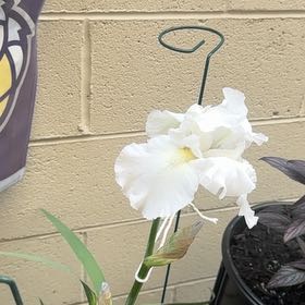 Photo of the plant species Dalmatian Iris by @PrettyKaramu23 named Sonora on Greg, the plant care app