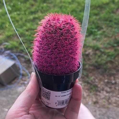 Photo of the plant species Kosmik Kaktus-a Special Cactus A by @EagerGoldwire61 named Terra on Greg, the plant care app