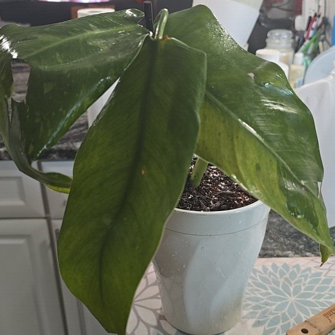 Photo of the plant species Philodendron Jose Bueno Fiesta by @PiquantClusia15 named Orwell on Greg, the plant care app