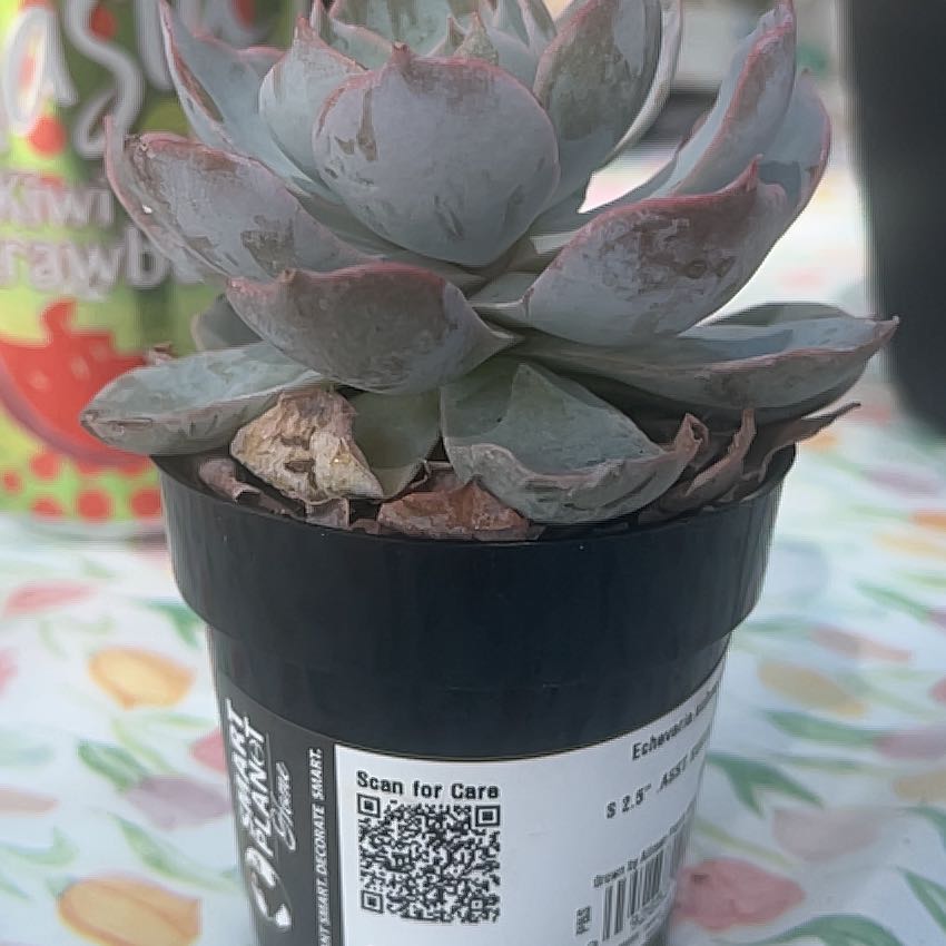 Photo of the plant species Echeveria Subsessilis by @SlickSandwort27 named Harm on Greg, the plant care app