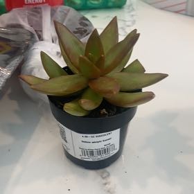 Photo of the plant species Sedum Adolphi Sunset by @FancyRhubarb16 named Emerson on Greg, the plant care app