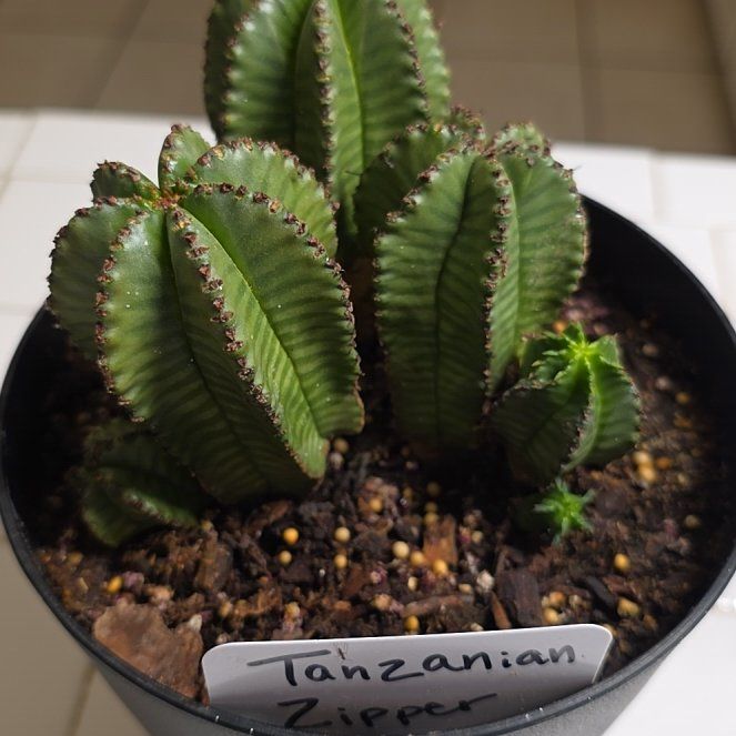 Photo of the plant species Tanzanian Zipper Plant by @FunPilea73 named Walt on Greg, the plant care app