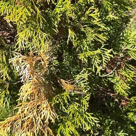 Photo of the plant species Oriental Arborvitae by @SoaringAnahaw33 named Sanders on Greg, the plant care app