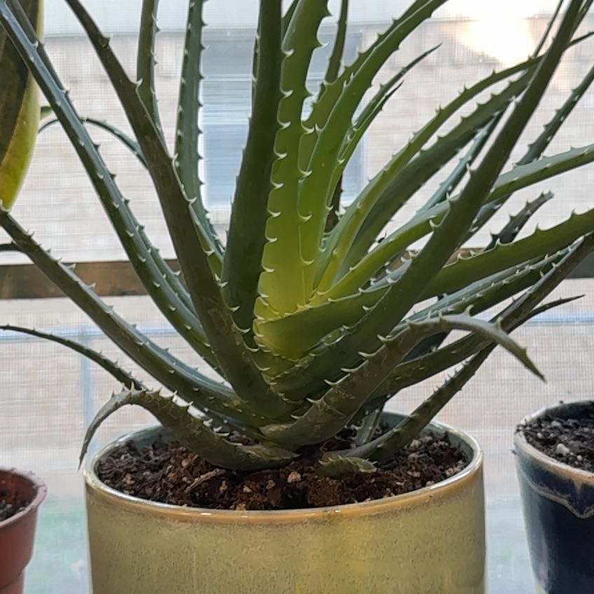 Photo of the plant species White Spider Aloe by @CaptainNapaea65 named Zion on Greg, the plant care app