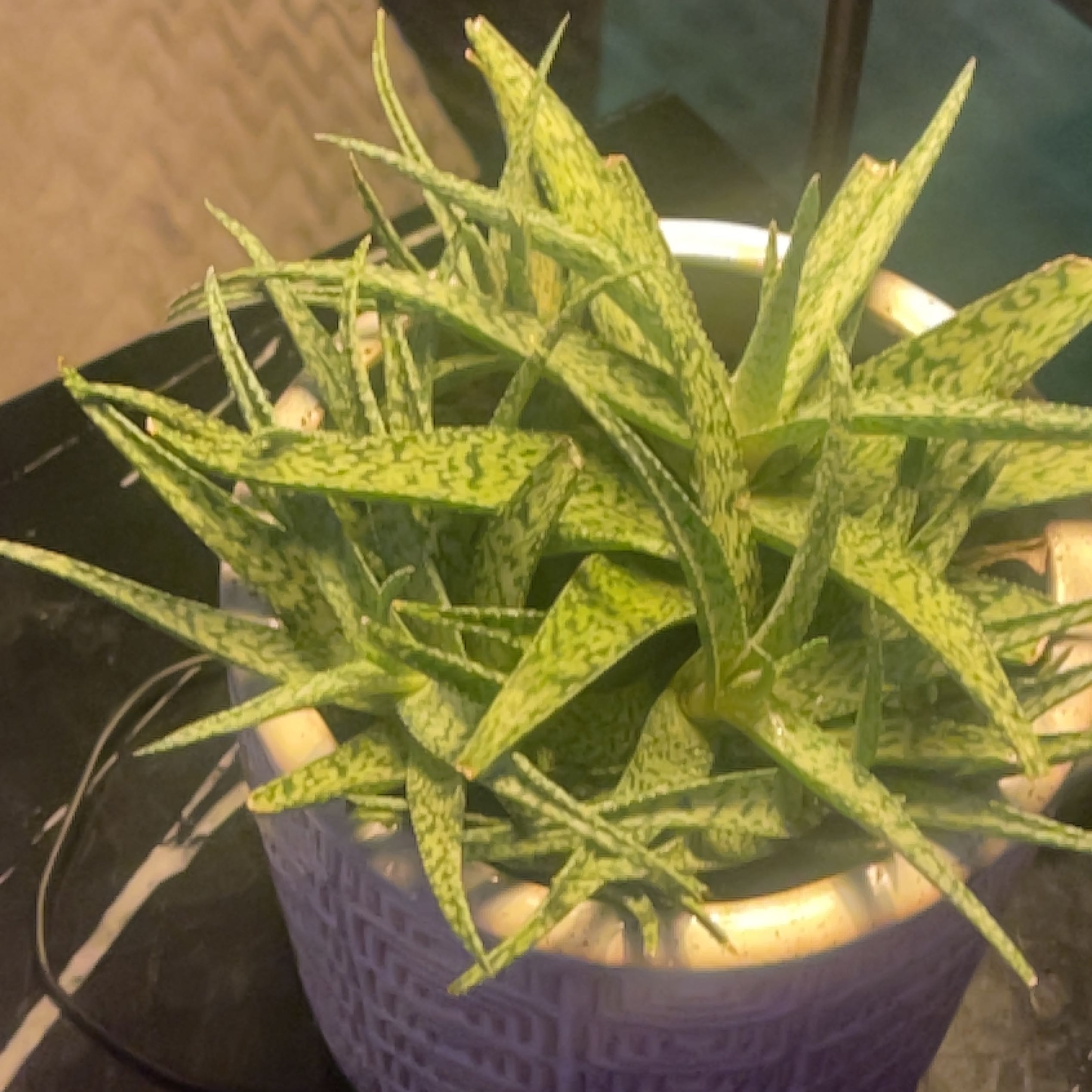 Photo of the plant species Aloe 'White beauty' by Dakota named Prince on Greg, the plant care app