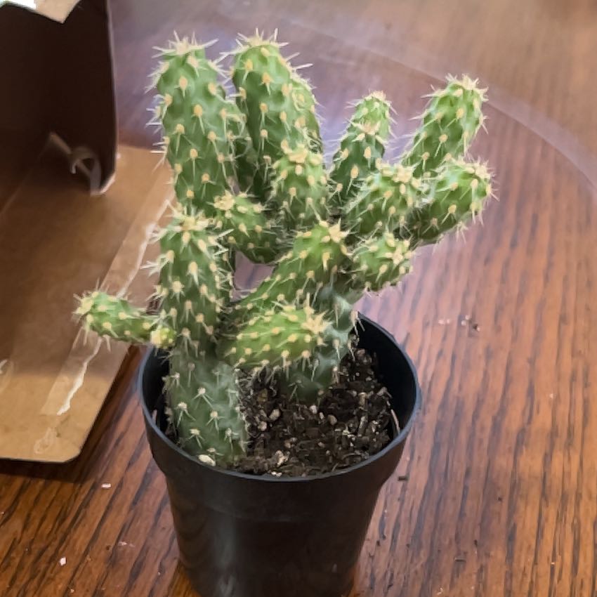 Photo of the plant species Mini Cholla by @ForrealJavamoss named Harper on Greg, the plant care app