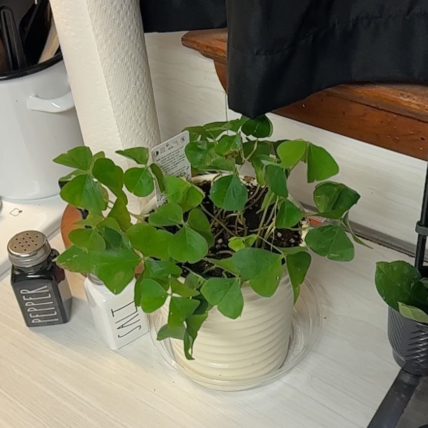 Photo of the plant species Common Yellow Woodsorrel by @CrispHoya29 named Wall-E on Greg, the plant care app