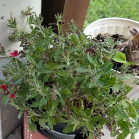 Photo of the plant species Verbena 'Vanessa' by @PoetBabytoes53 named Austen on Greg, the plant care app
