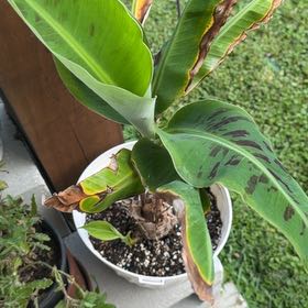 Photo of the plant species Musa 'Truly Tiny' by @PoetBabytoes53 named Kesha on Greg, the plant care app