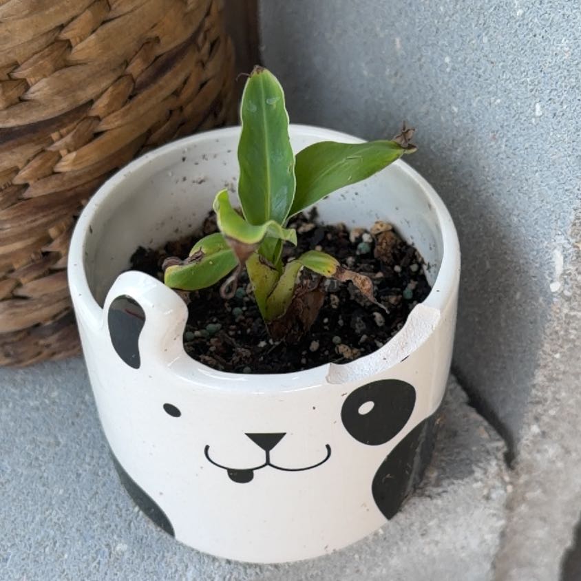 Photo of the plant species Nino by @PoetBabytoes53 named Beyonce on Greg, the plant care app