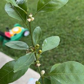 Photo of the plant species Owari Satsuma Tree by @PoetBabytoes53 named Orwell on Greg, the plant care app