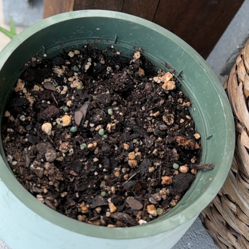 Photo of the plant species Musa 'Truly Tiny' by @PoetBabytoes53 named Dax on Greg, the plant care app