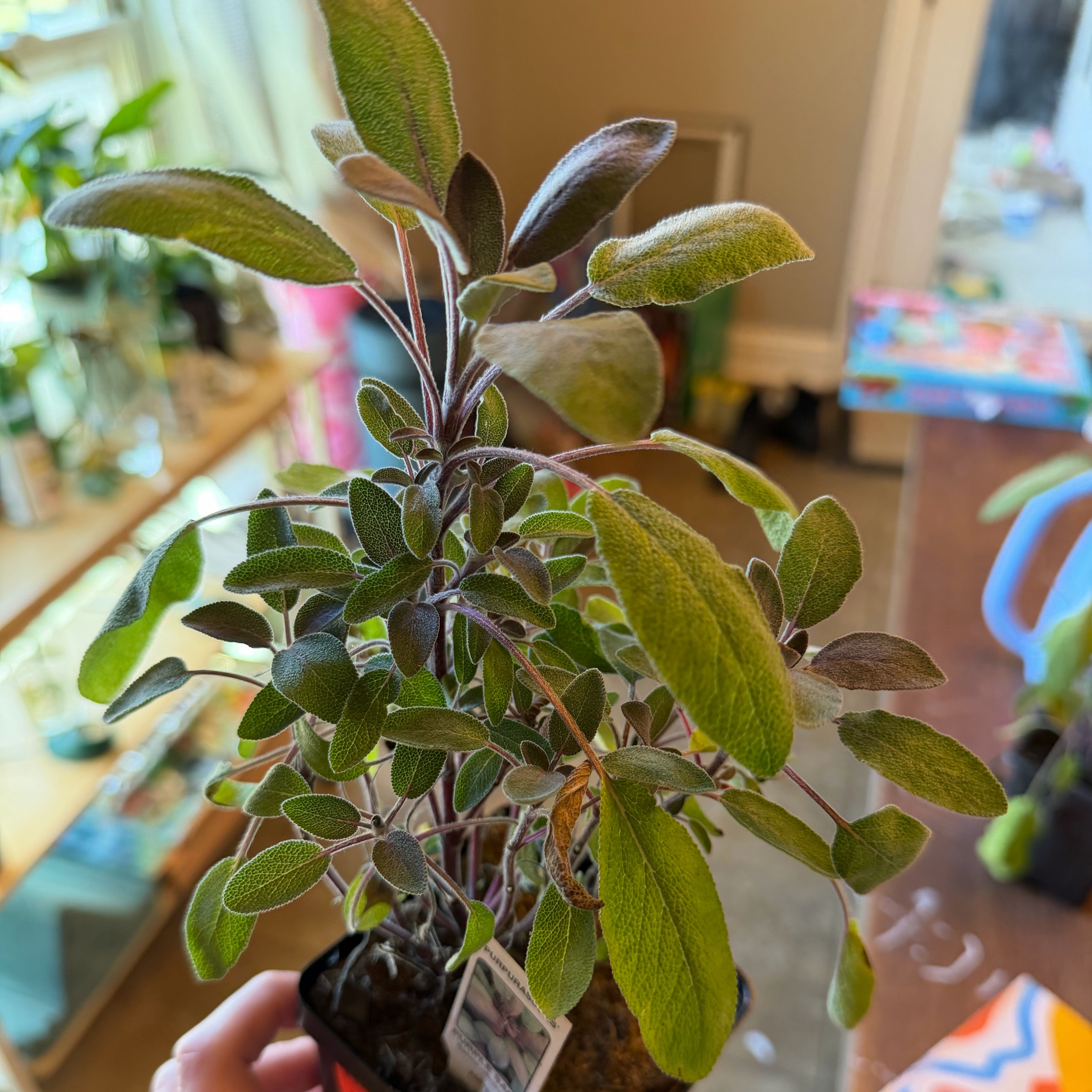 Photo of the plant species Purple Sage by @PoetBabytoes53 named Bigleef Smalls on Greg, the plant care app