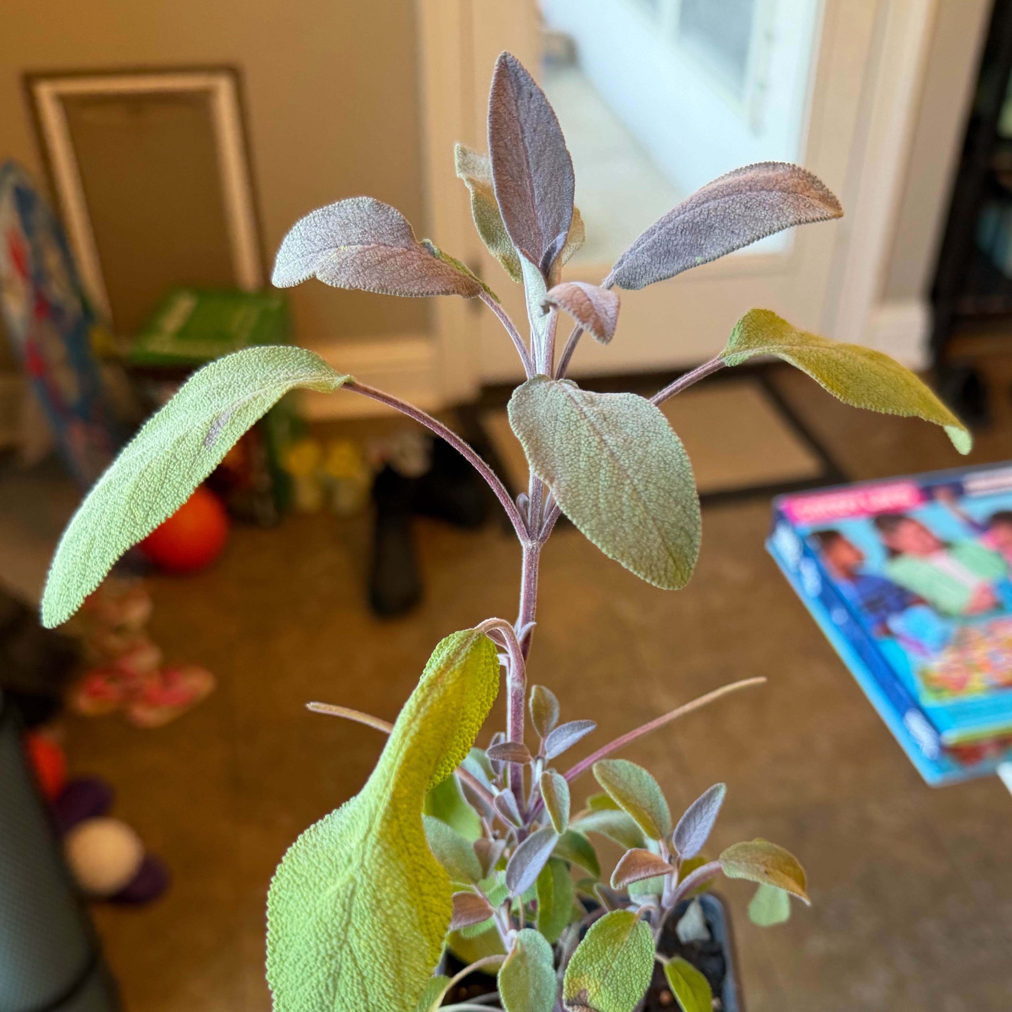 Photo of the plant species Purple Sage by @PoetBabytoes53 named Oscar on Greg, the plant care app