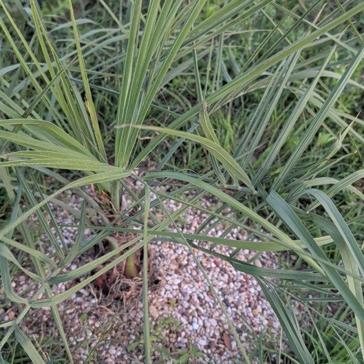 Photo of the plant species Nehrling's Pindo Palm by @FitGreen71 named Stella on Greg, the plant care app