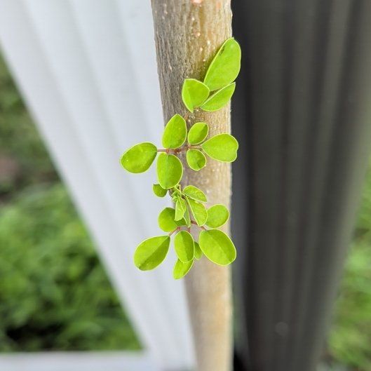 Photo of the plant species Moringa arborea by @FitGreen71 named Navajo on Greg, the plant care app