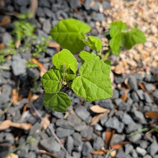 Photo of the plant species Wax Mallow by @FitGreen71 named Aristotle on Greg, the plant care app