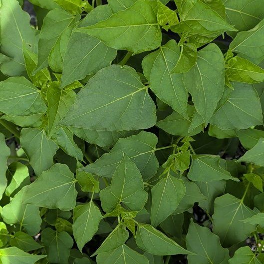 Photo of the plant species Marvel of Peru by @FitGreen71 named Winston on Greg, the plant care app