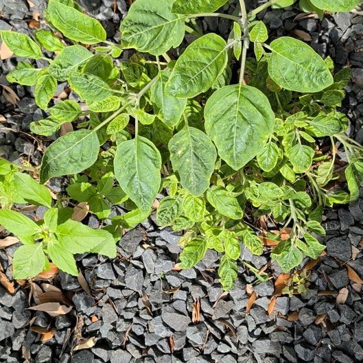 Photo of the plant species Devil's trumpet by @FitGreen71 named Osmo on Greg, the plant care app