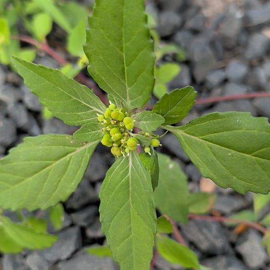 Photo of the plant species Toothed Euphorbia by @FitGreen71 named Hemingway on Greg, the plant care app