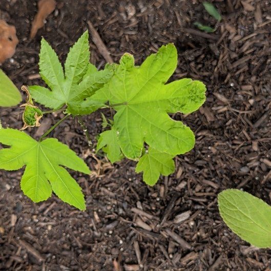Photo of the plant species Chinese Lantern Plant by @FitGreen71 named Curie on Greg, the plant care app