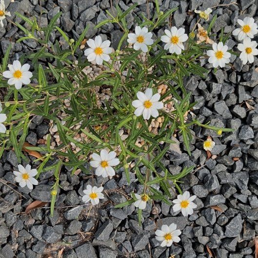 Photo of the plant species Plains Blackfoot by @FitGreen71 named da Vinci on Greg, the plant care app
