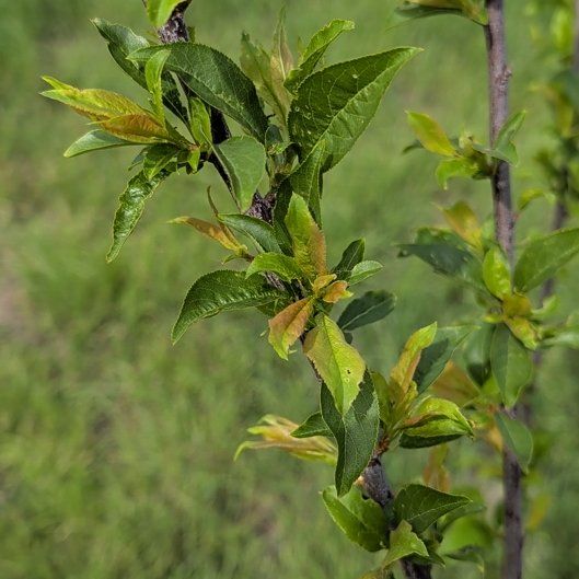 Photo of the plant species Mexican Plum by @FitGreen71 named Mando on Greg, the plant care app