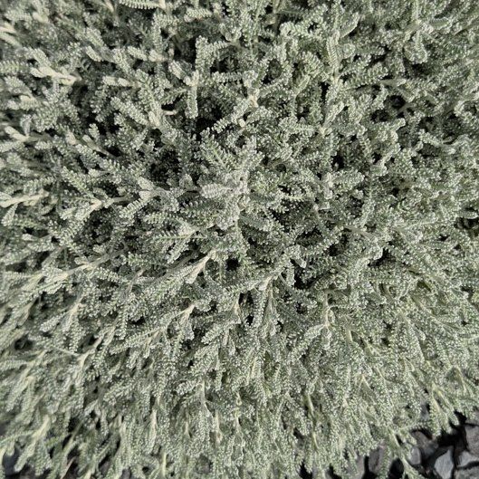 Photo of the plant species Cotton Lavender by @FitGreen71 named Marilyn on Greg, the plant care app