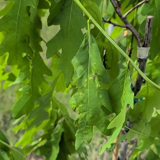 Photo of the plant species White Oak by @FitGreen71 named Fernie Mercury on Greg, the plant care app