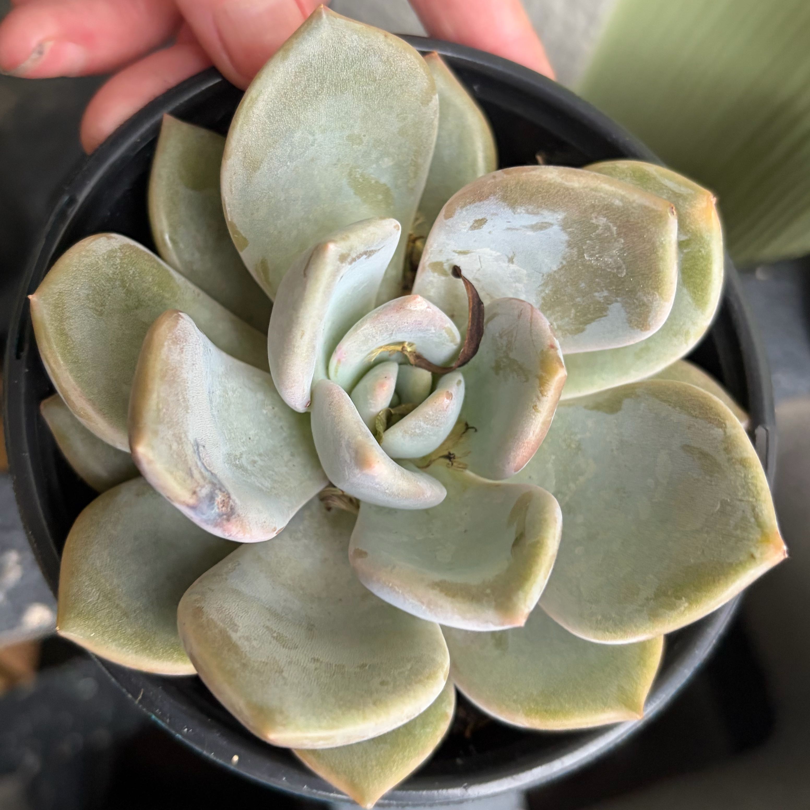 Photo of the plant species Echeveria 'Lilac Wonder' by @WinMostii14 named Figyonce on Greg, the plant care app