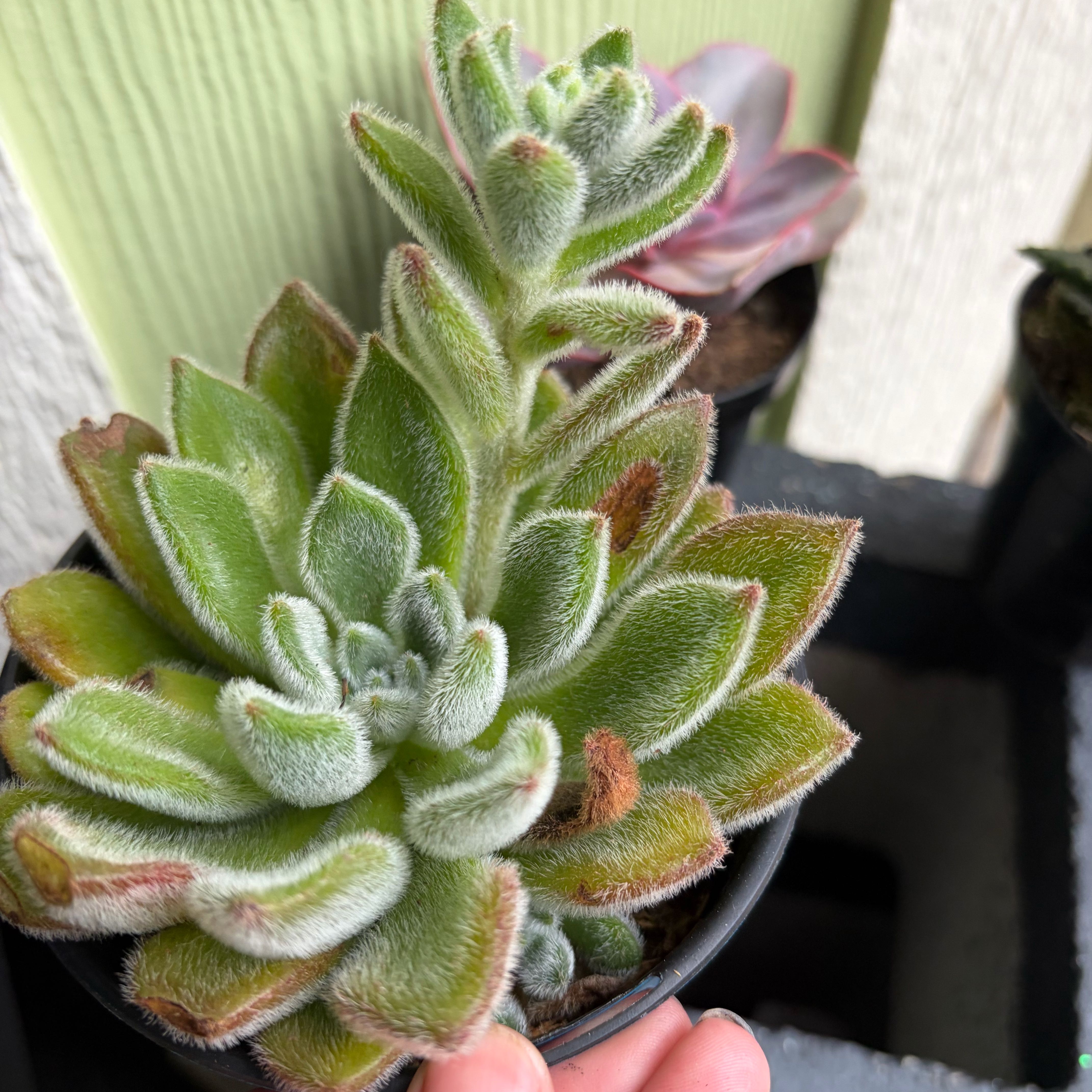 Photo of the plant species Chocolate Soldier by @WinMostii14 named Demi on Greg, the plant care app