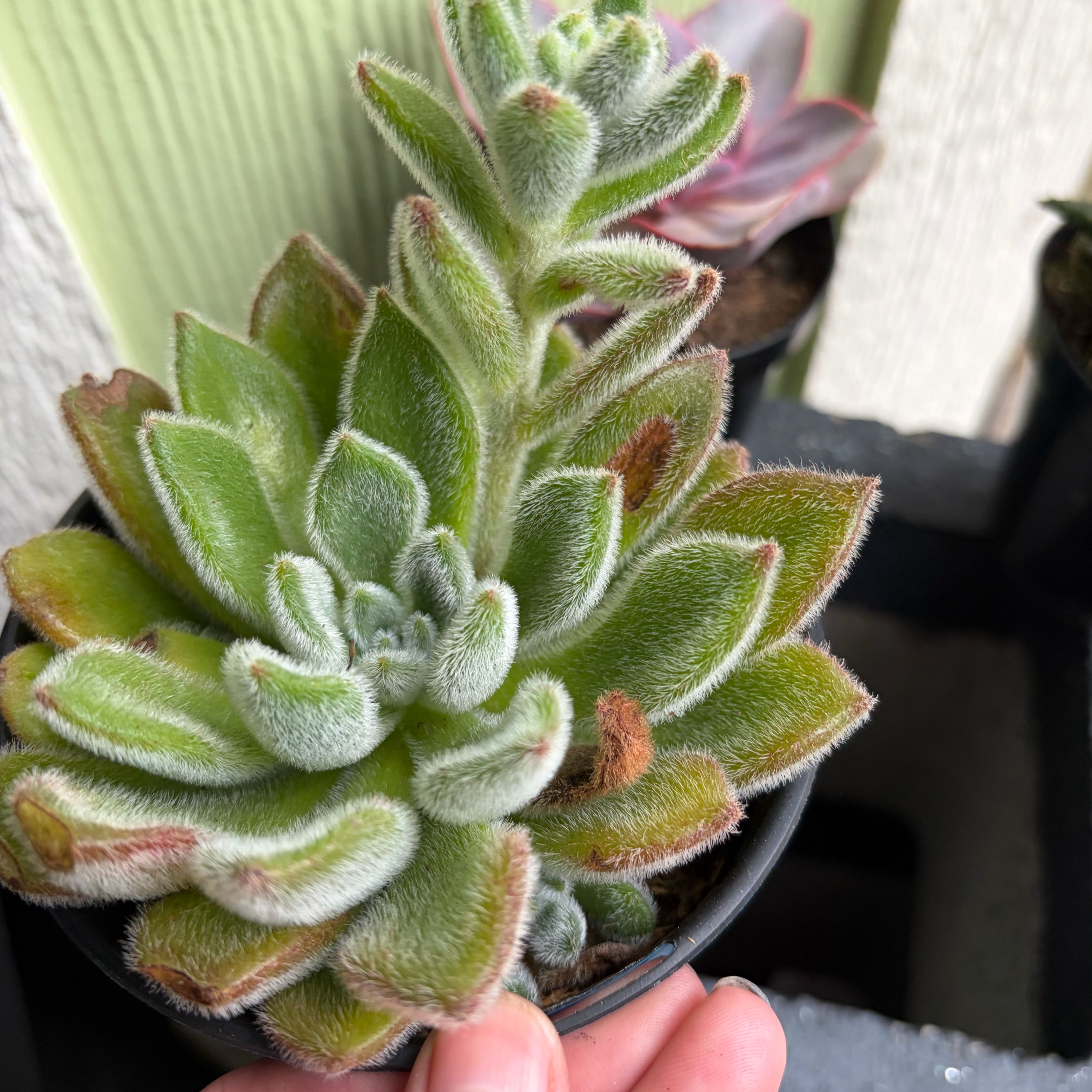 Photo of the plant species Chocolate Soldier by @WinMostii14 named Gregarious on Greg, the plant care app