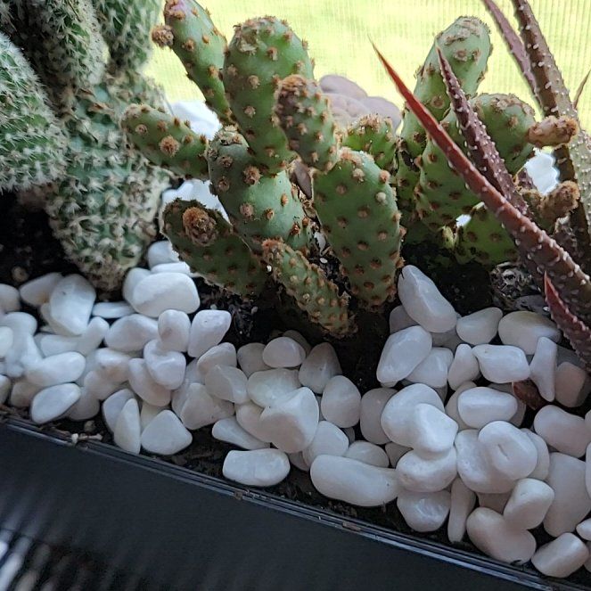 Photo of the plant species Bakersfield Beavertail Cactus by @MuscularAster84 named Planty on Greg, the plant care app