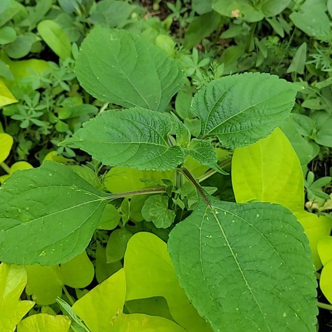 Photo of the plant species Jerusalem Artichoke by @MuscularAster84 named Eva on Greg, the plant care app
