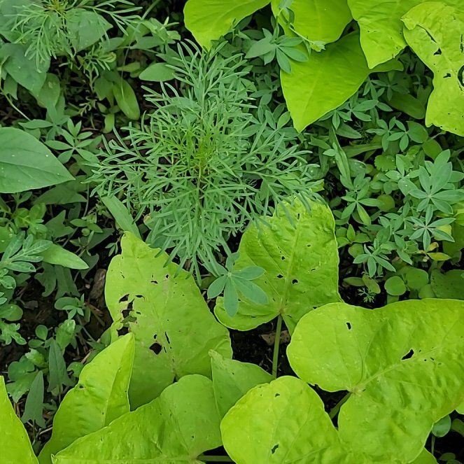 Photo of the plant species Whorled Tickseed by @MuscularAster84 named Spike Leaves on Greg, the plant care app