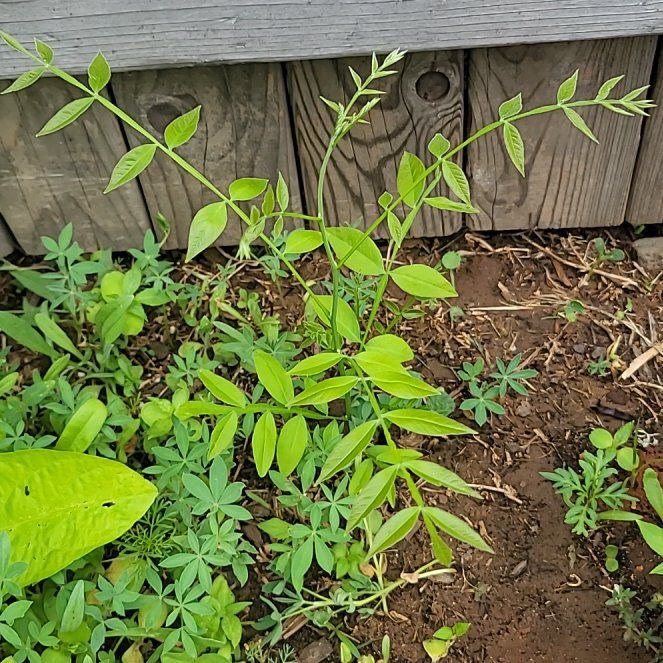 Photo of the plant species Spreading Jacob's Ladder by @MuscularAster84 named Mochi on Greg, the plant care app