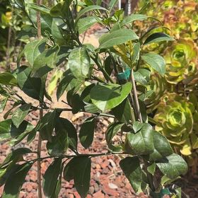 Photo of the plant species Golden Dewdrop by @UberSkypilot45 named Bodhi on Greg, the plant care app